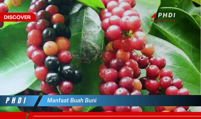 manfaat buah buni