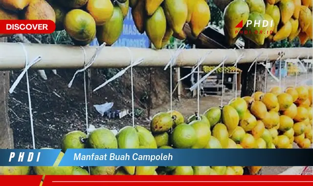 manfaat buah campoleh