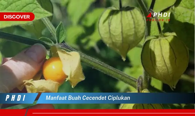 manfaat buah cecendet ciplukan