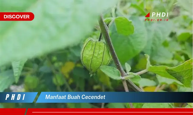 manfaat buah cecendet