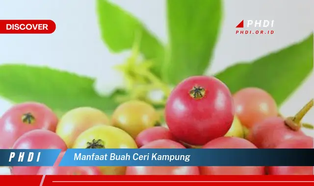 manfaat buah ceri kampung