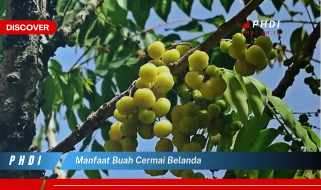 manfaat buah cermai belanda