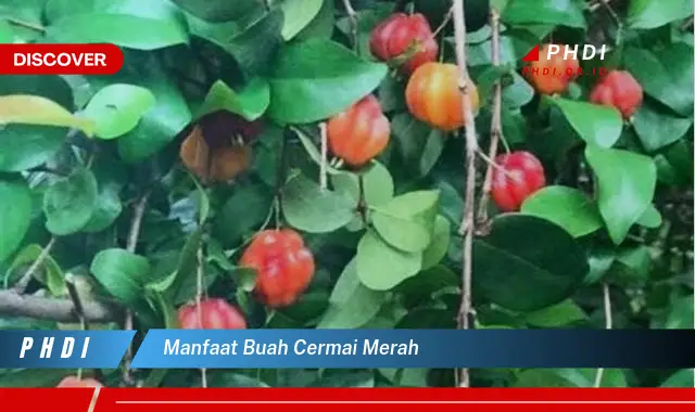 manfaat buah cermai merah