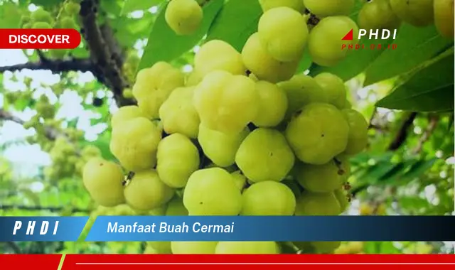 manfaat buah cermai