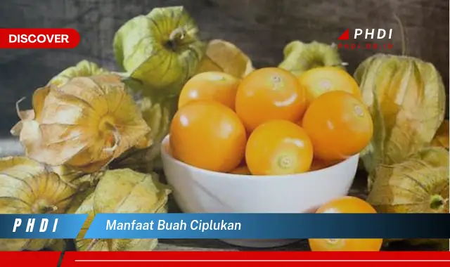 manfaat buah ciplukan