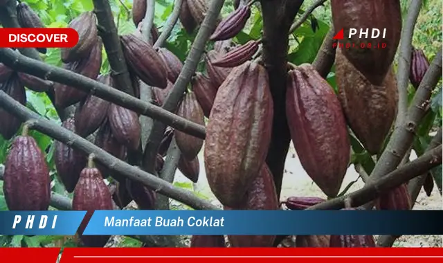 manfaat buah coklat