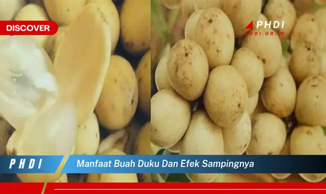 manfaat buah duku dan efek sampingnya