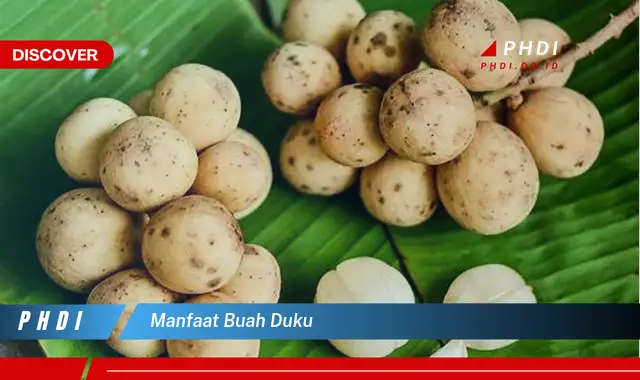 manfaat buah duku