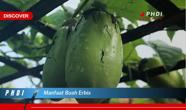 manfaat buah erbis