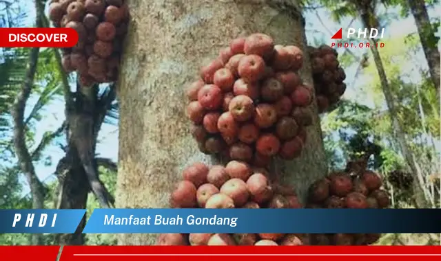 manfaat buah gondang