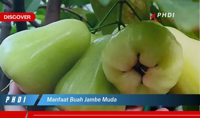 manfaat buah jambe muda