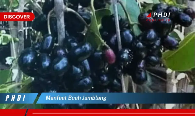 manfaat buah jamblang