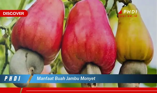 manfaat buah jambu monyet