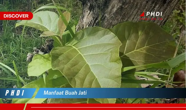 manfaat buah jati