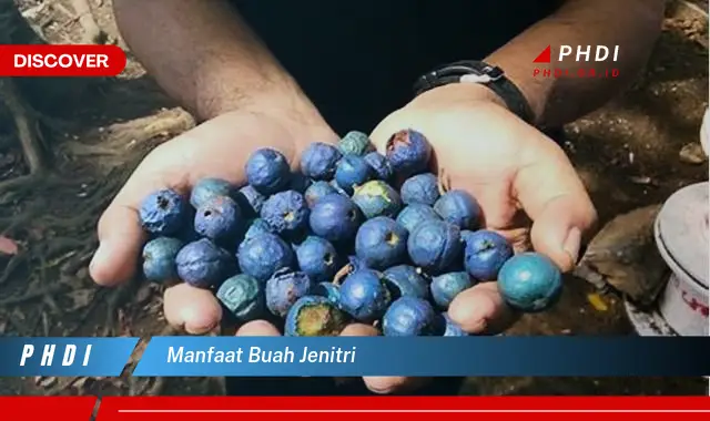 manfaat buah jenitri