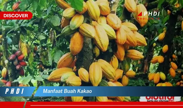 manfaat buah kakao