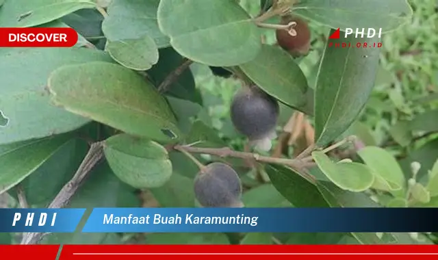 manfaat buah karamunting