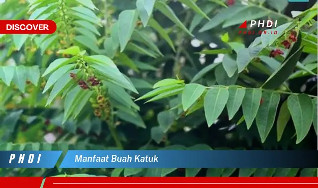 manfaat buah katuk