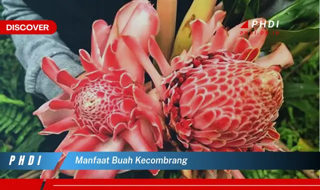 manfaat buah kecombrang