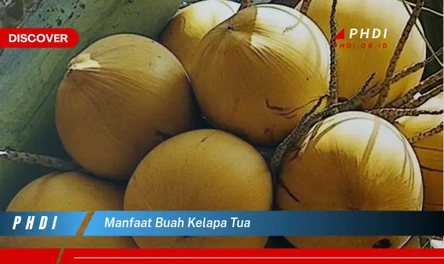 manfaat buah kelapa tua