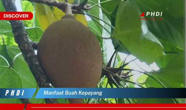 manfaat buah kepayang