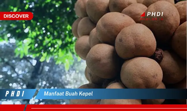 manfaat buah kepel