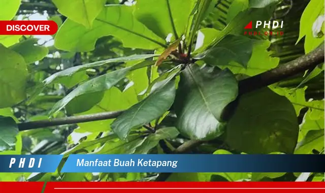 manfaat buah ketapang