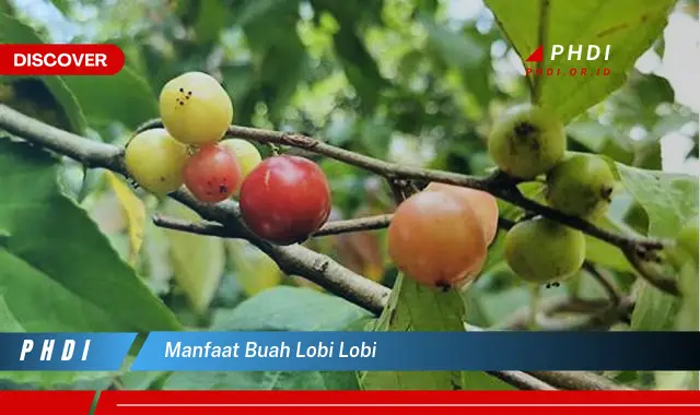 manfaat buah lobi lobi