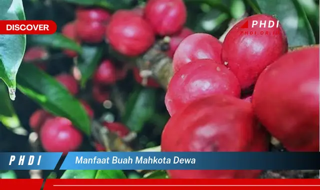 manfaat buah mahkota dewa