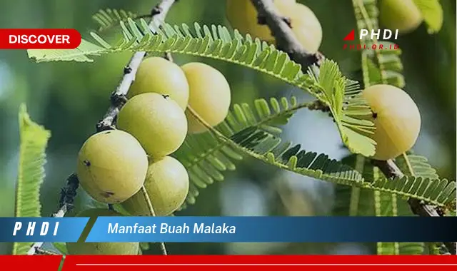 manfaat buah malaka