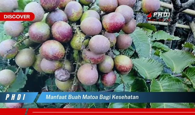 manfaat buah matoa bagi kesehatan