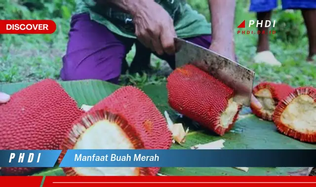 manfaat buah merah