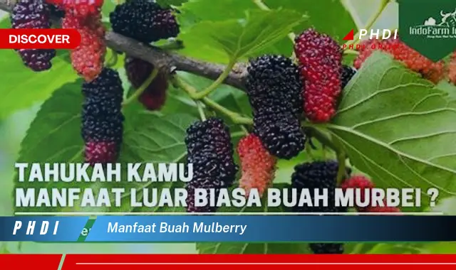 manfaat buah mulberry