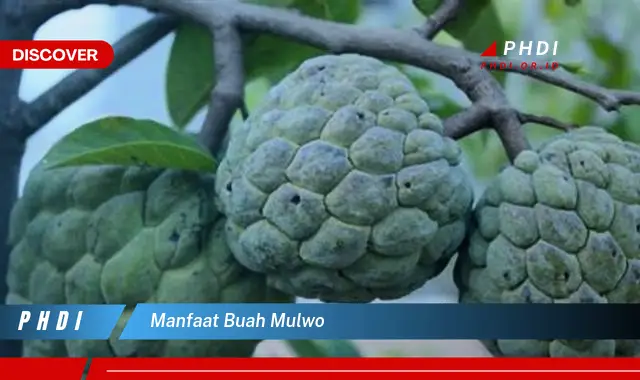 manfaat buah mulwo