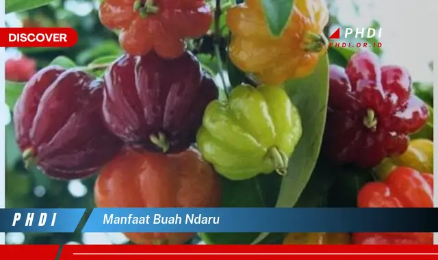 manfaat buah ndaru