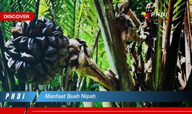 manfaat buah nipah