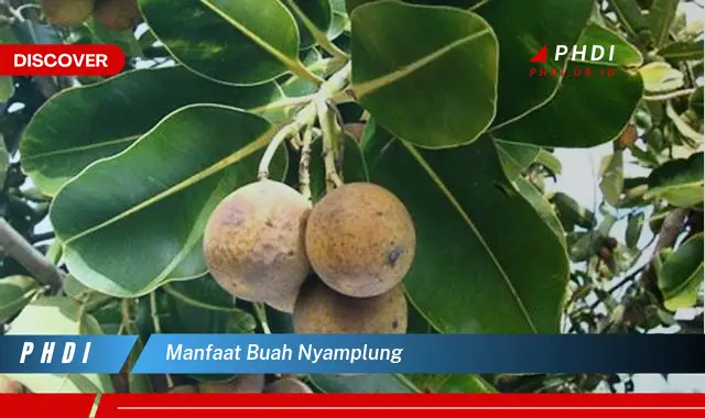 manfaat buah nyamplung