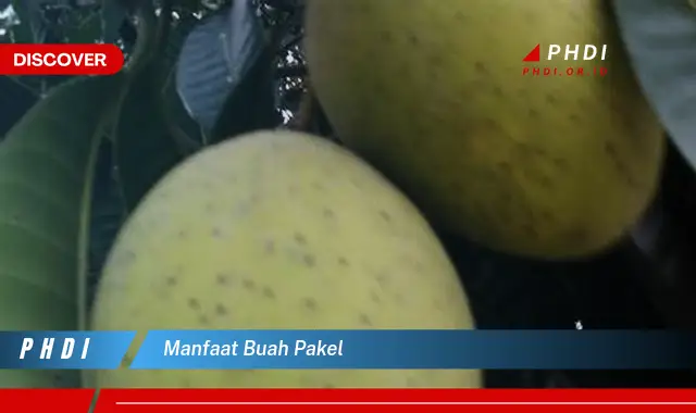 manfaat buah pakel