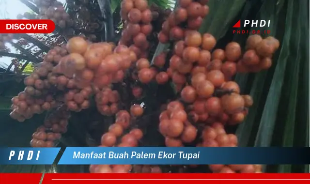 manfaat buah palem ekor tupai