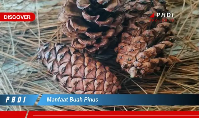 manfaat buah pinus