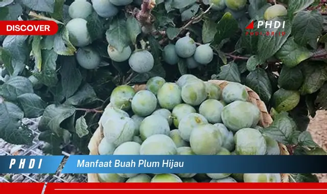 manfaat buah plum hijau