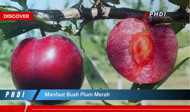 manfaat buah plum merah