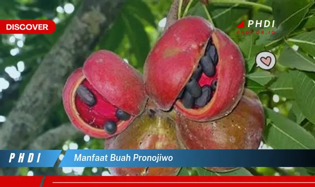 manfaat buah pronojiwo