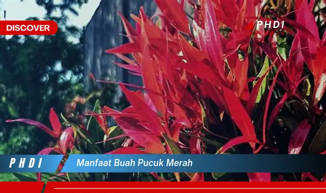 manfaat buah pucuk merah