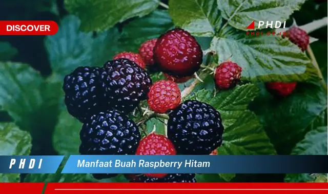 manfaat buah raspberry hitam