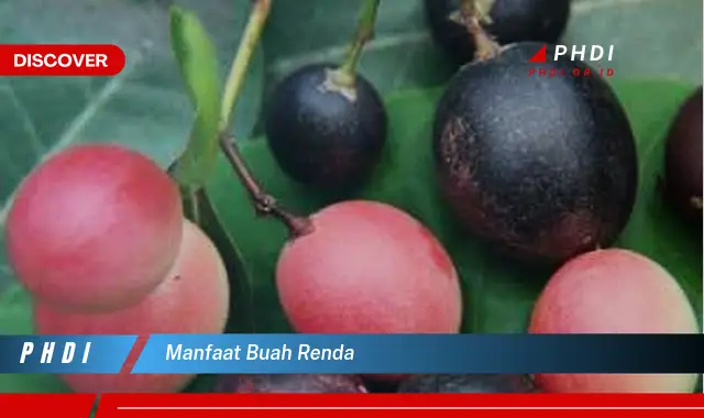 manfaat buah renda