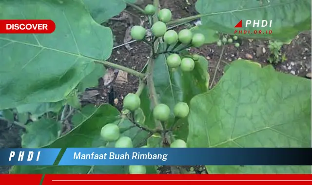 manfaat buah rimbang