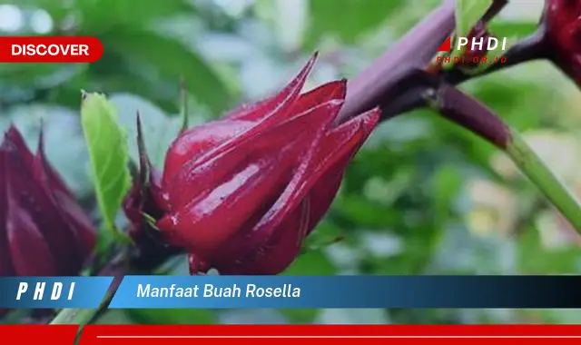 manfaat buah rosella