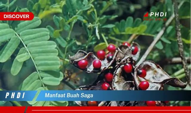 manfaat buah saga