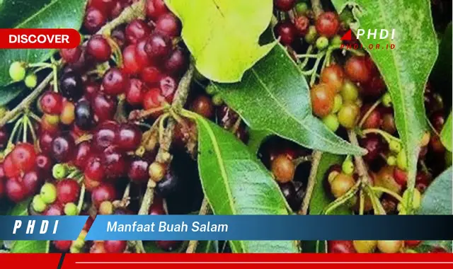 manfaat buah salam